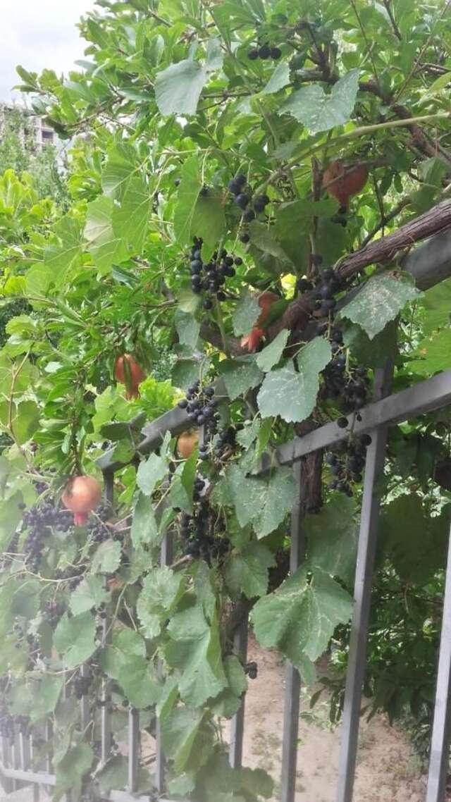 Гостевой дом Summer Garden Тбилиси-15